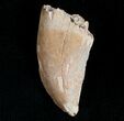 Bargain Albertosaurus Tooth - Two Medicine Formation #7412-1